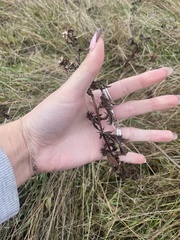 Grindelia integrifolia