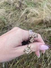 Grindelia integrifolia