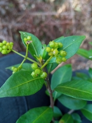 Danais microcarpa image