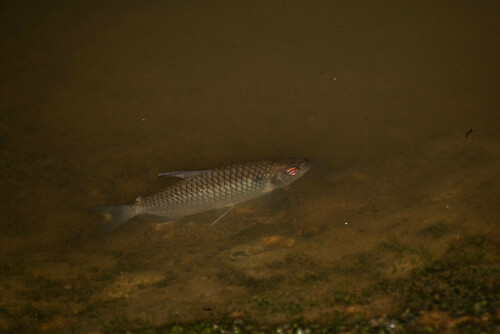 Glass tetra (Moenkhausia oligolepis) — Characidae — 3