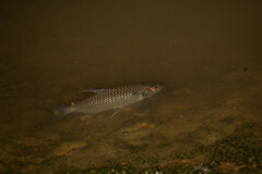 Moenkhausia oligolepis