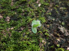 Hylocereeae