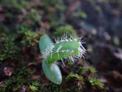 Hylocereeae