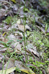 Pterostylis foliata