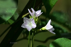 Jacquemontia paniculata