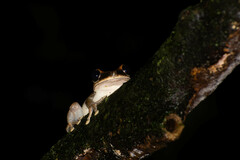 Osteocephalus yasuni