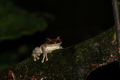 Osteocephalus yasuni