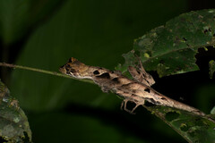 Anolis scypheus