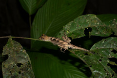 Anolis scypheus