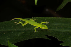 Anolis punctatus