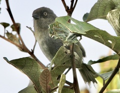 Chlorospingus semifuscus