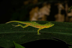 Anolis punctatus