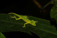 Anolis punctatus