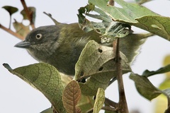 Chlorospingus semifuscus