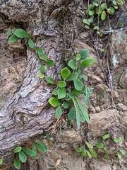 Pyrrosia