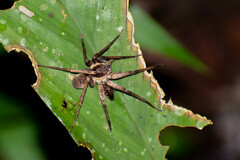 Ancylometes amazonicus