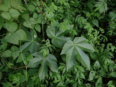 Cochlospermum vitifolium