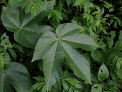 Cochlospermum vitifolium