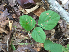Desmodium rotundifolium