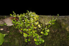 Peperomia serpens