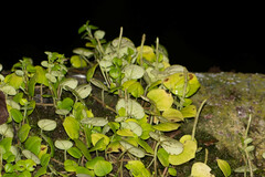 Peperomia serpens