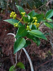 Danais microcarpa image