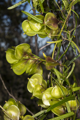 Dioscorea hastifolia