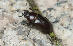 Prismognathus davidis