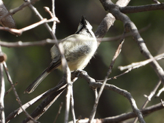 Baeolophus wollweberi
