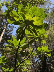Anthocleista grandiflora