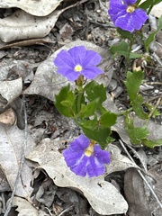 Goodeniaceae
