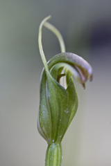 Pterostylis foliata