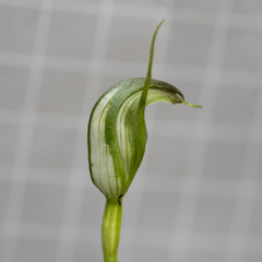 Pterostylis foliata