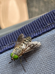 Tabanidae
