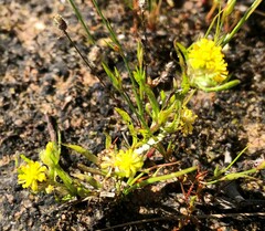 Triptilodiscus pygmaeus