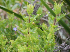 Boronia alata