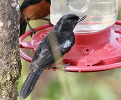 Diglossa gloriosissima