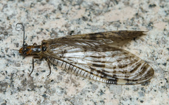 Corydalidae