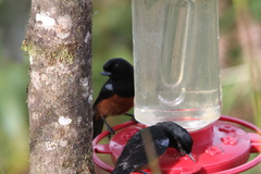 Diglossa gloriosissima