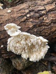 Irpiciporus