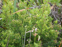 Boronia alata
