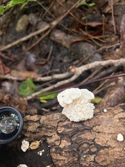 Irpiciporus