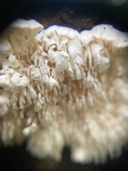 Irpiciporus