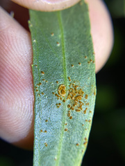 Puccinia baccharidis
