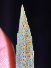 Puccinia baccharidis