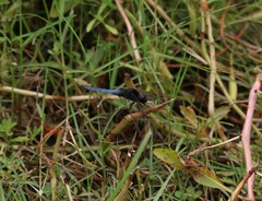 Crocothemis nigrifrons