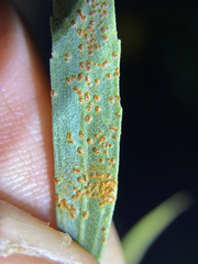 Puccinia baccharidis