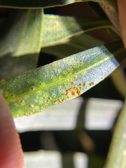 Puccinia baccharidis