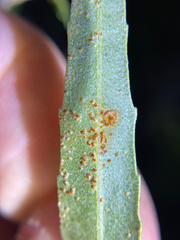 Puccinia baccharidis