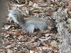 Sciurus arizonensis
